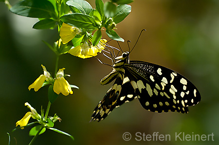 087 Afrikanischer Schwalbenschwanz - Papilio demedocus